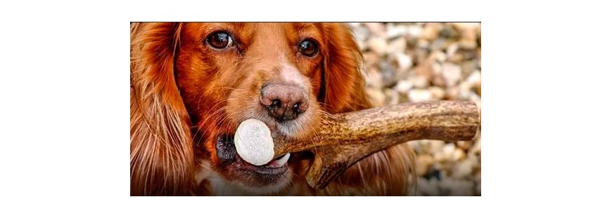 Astas de ciervo, el juguete 100% natural para perros